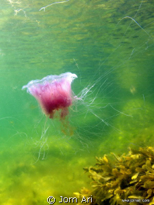 Danish Jellyfish.
More Photos: www.jornari.com by Jorn Ari 